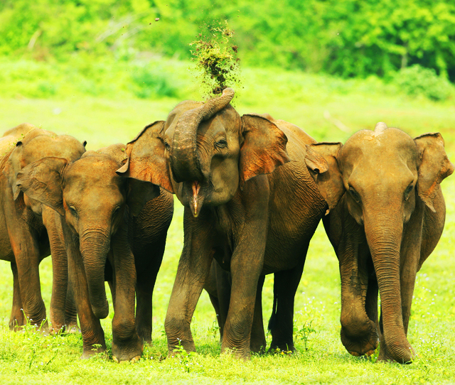 ayur_lanka_tours